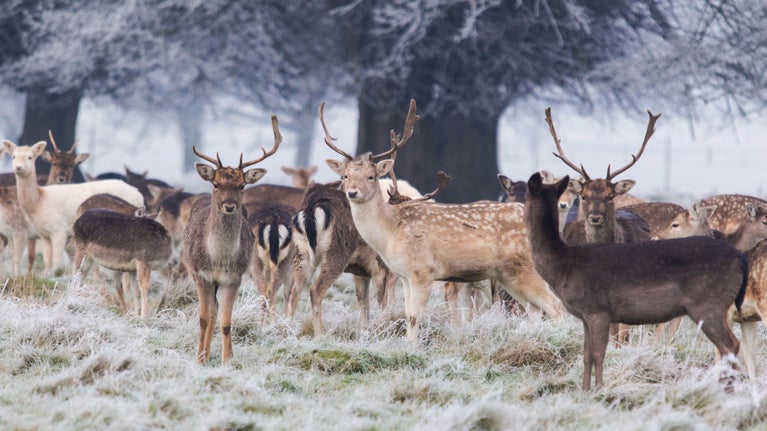 Fallow deer in all four colours huddle close together in the parkland, with a heavy frost on the grass and coating the branches of the trees behind them.